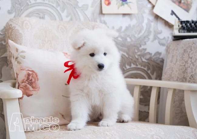 cuccioli di samoiedo con pedigree gratis  | Foto 1