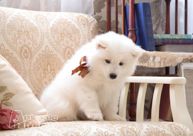 cuccioli di samoiedo con pedigree gratis  | Foto 0