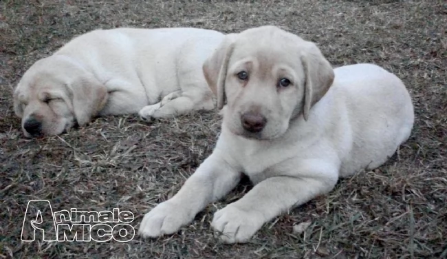 labrador retriever splendidi cuccioli con pedigree | Foto 0