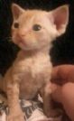 splendido cucciolo devon rex