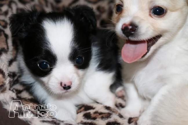 bellissimi cuccioli di chihuahua | Foto 0