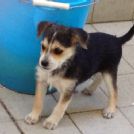 regalo cuccioli