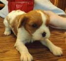 cavalier king cuccioli italiani da privato