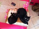 regalasi gatti neri in coppia o singolarmente