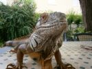 regalo iguana adulta