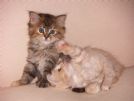 cuccioli siberiani delle nevi e cuccioli sacri di birmania purissimi