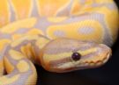 serpente: super-alfa banane pitone
