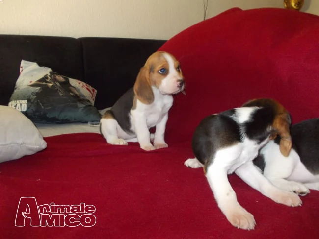  splendidi cuccioli di beagle