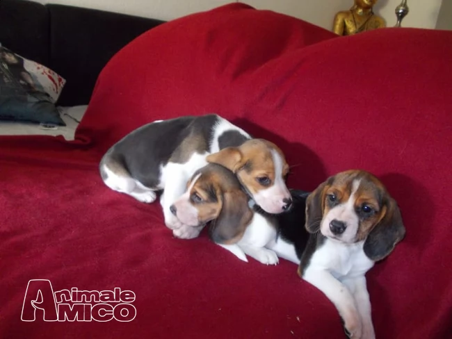  splendidi cuccioli di beagle | Foto 0