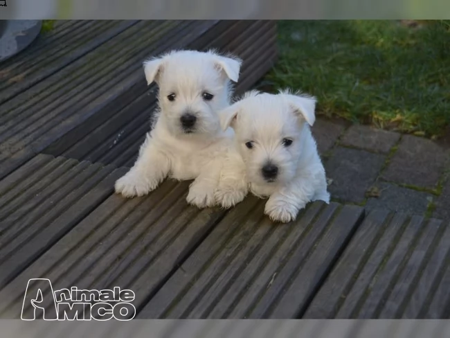 cuccioli west highland white terrier