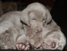 weimaraner cuccioli scodinzolandia kennel