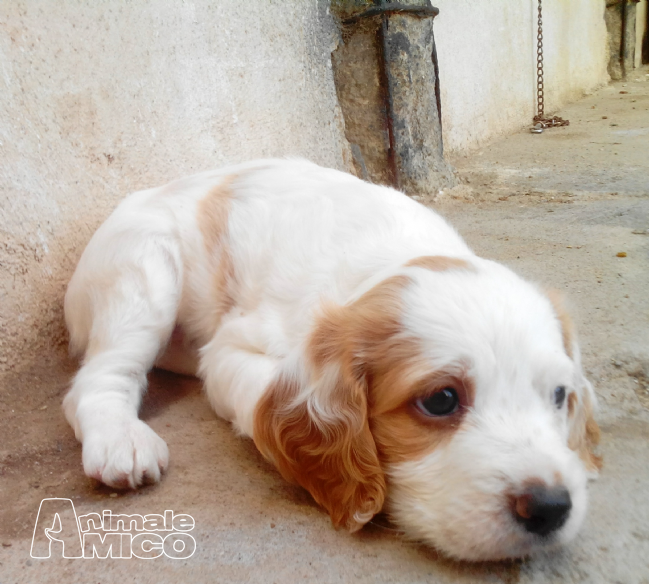 Regalo Cuccioli Di Cane Padova Le Regole Del Galateo
