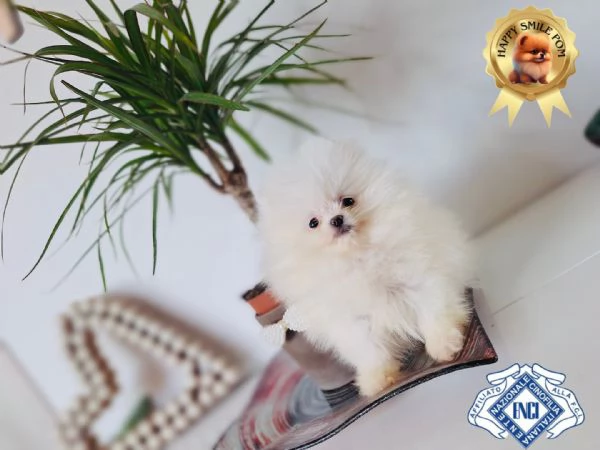 Spitz Tedesco nano volpino di Pomerania toy  | Foto 4