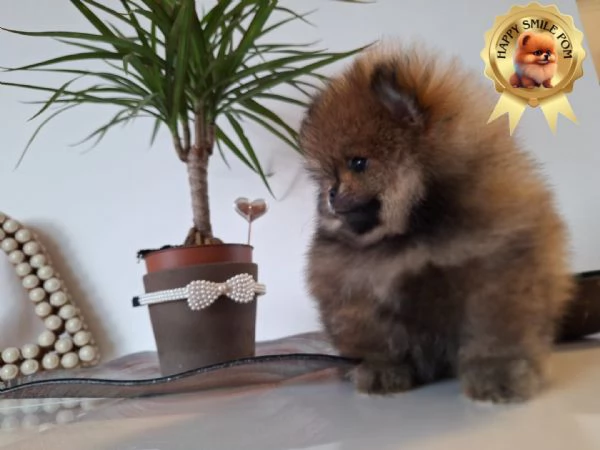 Spitz Tedesco nano volpino di Pomerania toy  | Foto 1