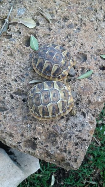 tartarughe di terra  | Foto 1