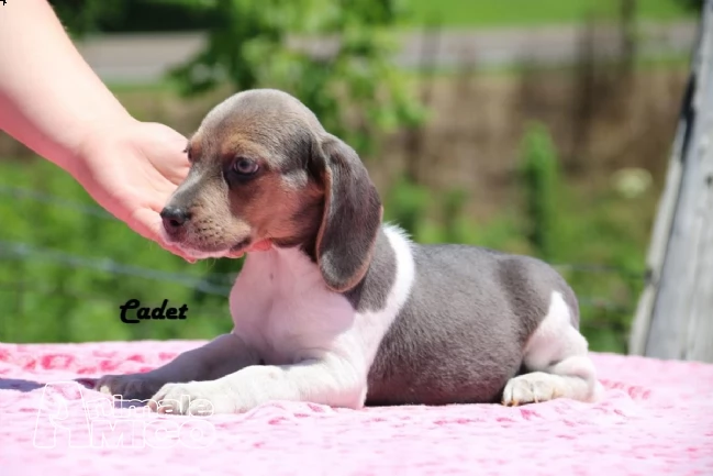 beagle cuccioli splendidi con pedigree | Foto 4