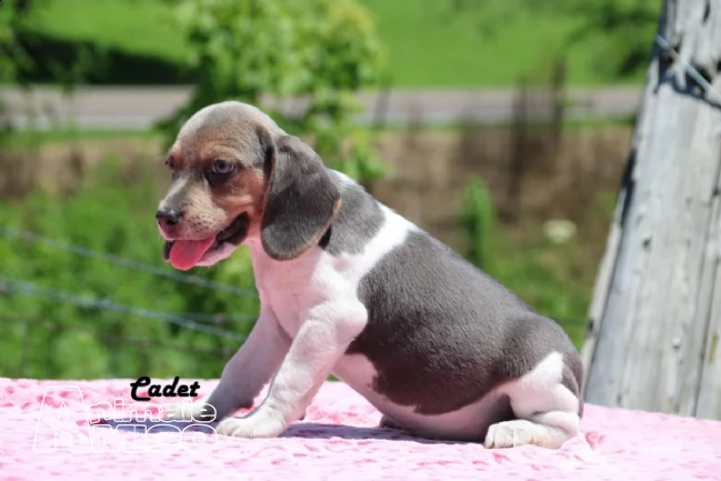 beagle cuccioli splendidi con pedigree | Foto 3