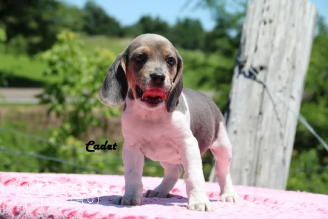 beagle cuccioli splendidi con pedigree | Foto 2