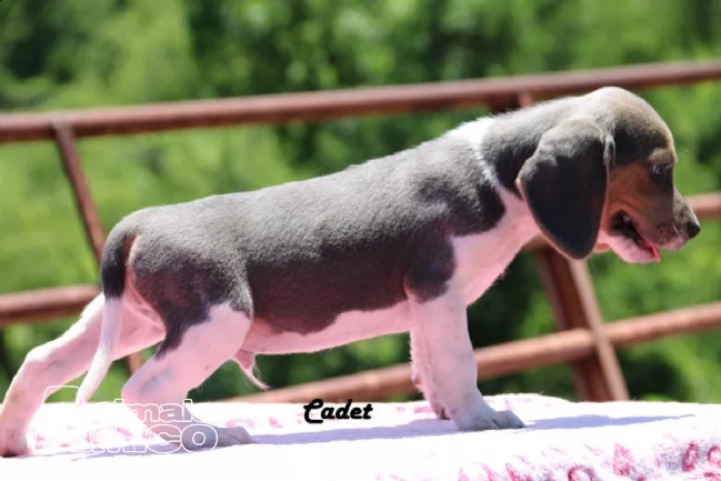 beagle cuccioli splendidi con pedigree | Foto 1