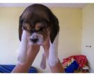 cuccioli di beagle