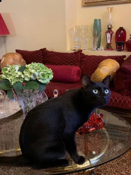 gatto nero pelo corto | Foto 0