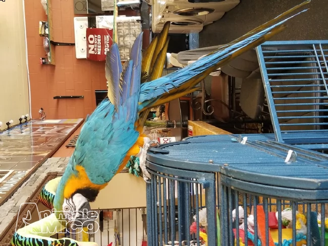 pappagalli ara ararauna maschio e femmina