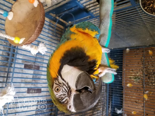pappagalli ara ararauna maschio e femmina | Foto 4