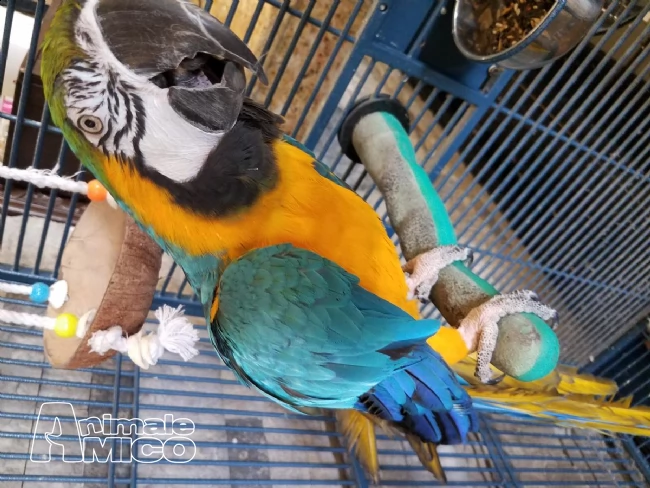 pappagalli ara ararauna maschio e femmina | Foto 2