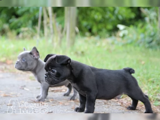 bulldog francese cucciolata neri e bianco e ner | Foto 0