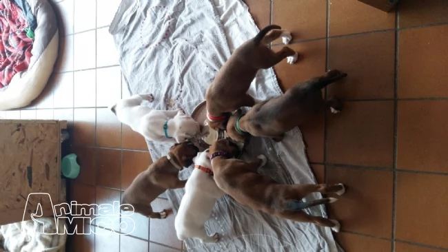cuccioli di boxer colore fulvo | Foto 0