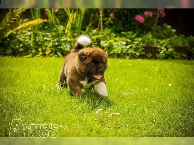  disponibili 2 cucciole akita inu | Foto 0