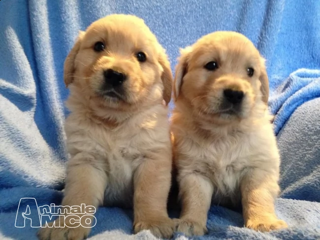 bella e sani cuccioli di golden retriever per adozione gratis