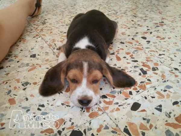 splendidi cuccioli di beagle | Foto 2