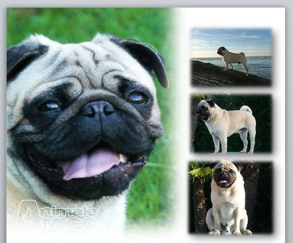 Regalo Cuccioli Di Carlino Sabbia Premio Facchetti Wiki