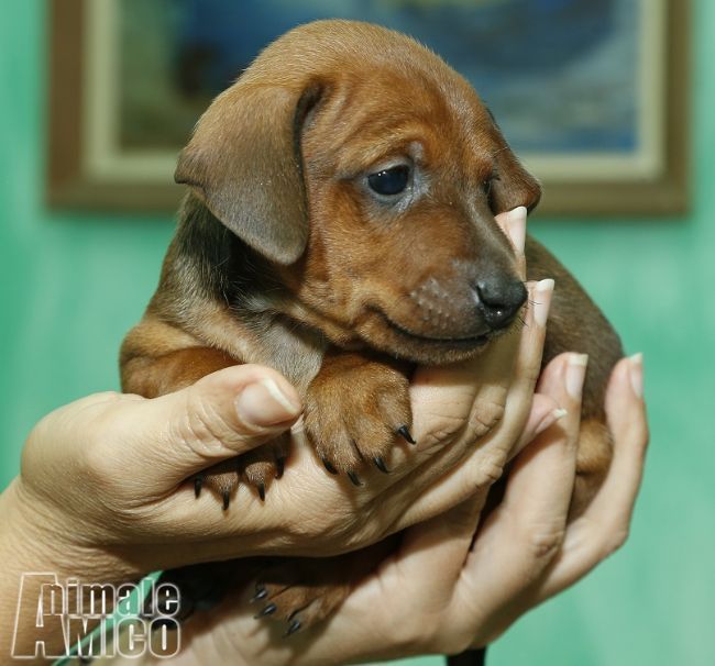 Cuccioli Di Pinscher Nano In Regalo Toscana Adobe Premiere Cs6 Price