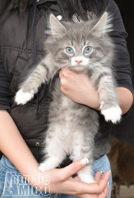 Cerco Gatto Norvegese Delle Foreste Regalo Watch Vince And Kath And