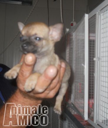 Annunci Cani Piccola Taglia In Regalo Toscana Oviesse Taglie Comode