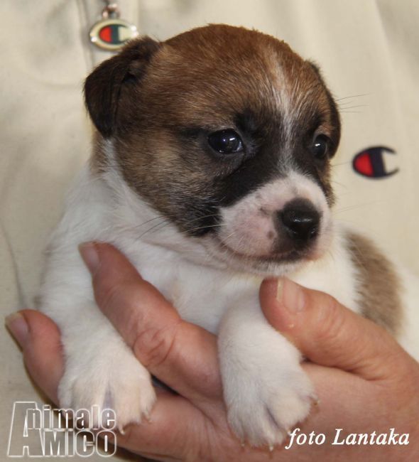 Vendita cucciolo Jack russel da Allevatore