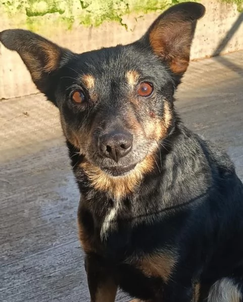 FIGARO dolce cagnolino cerca casa  adozione canile di Latina | Foto 2
