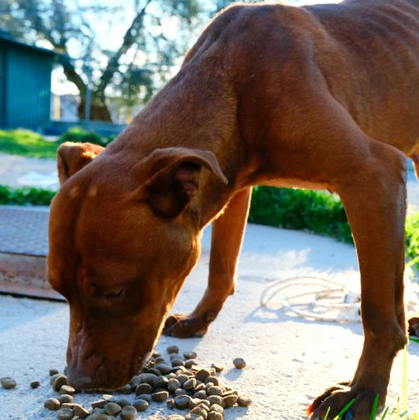 GIULIA razza Pitbull sfruttata per cucciolate | Foto 6
