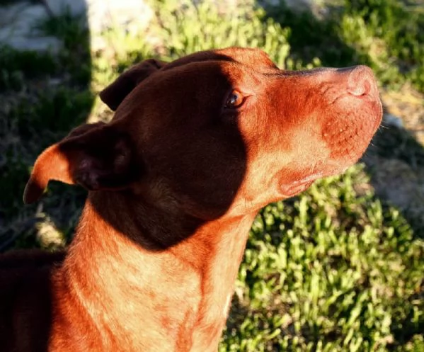 GIULIA razza Pitbull sfruttata per cucciolate | Foto 4