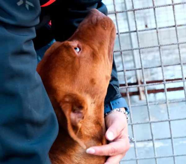 GIULIA razza Pitbull sfruttata per cucciolate | Foto 1
