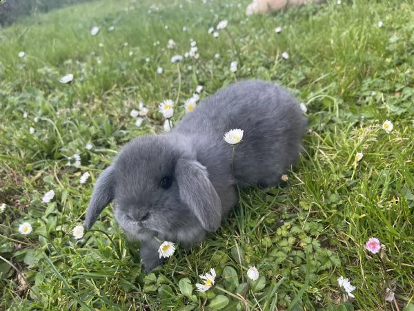 cuccioli coniglio ariete nano blu | Foto 2