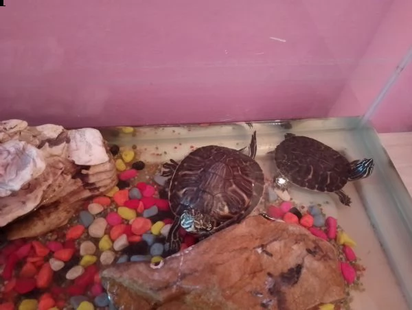2 tartarughe dacqua  | Foto 1