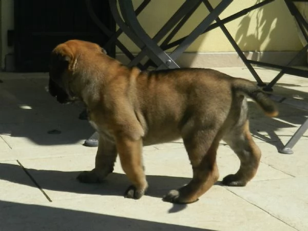 bullmastiff ultimo cucciolo disponibile alta genealogia | Foto 1