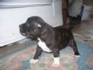staffordshire bull terrier cuccioli