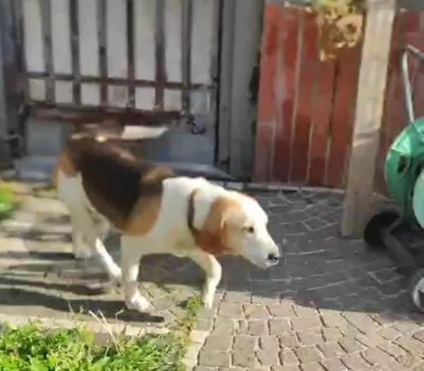 Olaf dolcissimo incrocio beagle cerca nuova famiglia  | Foto 6