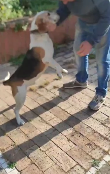 Olaf dolcissimo incrocio beagle cerca nuova famiglia  | Foto 5