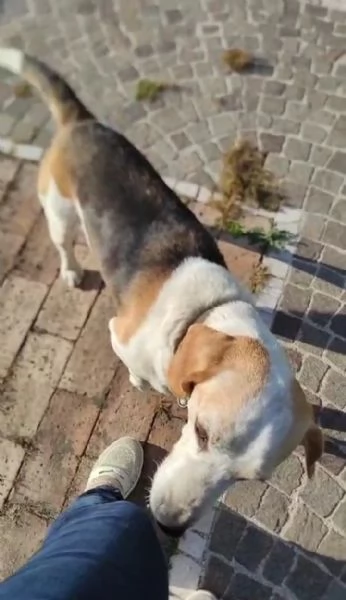 Olaf dolcissimo incrocio beagle cerca nuova famiglia  | Foto 4