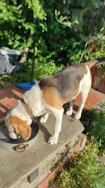 Olaf dolcissimo incrocio beagle cerca nuova famiglia  | Foto 2